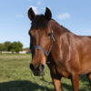 beautiful horse country side