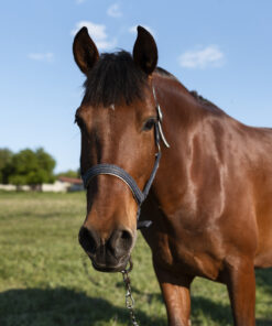 beautiful horse country side