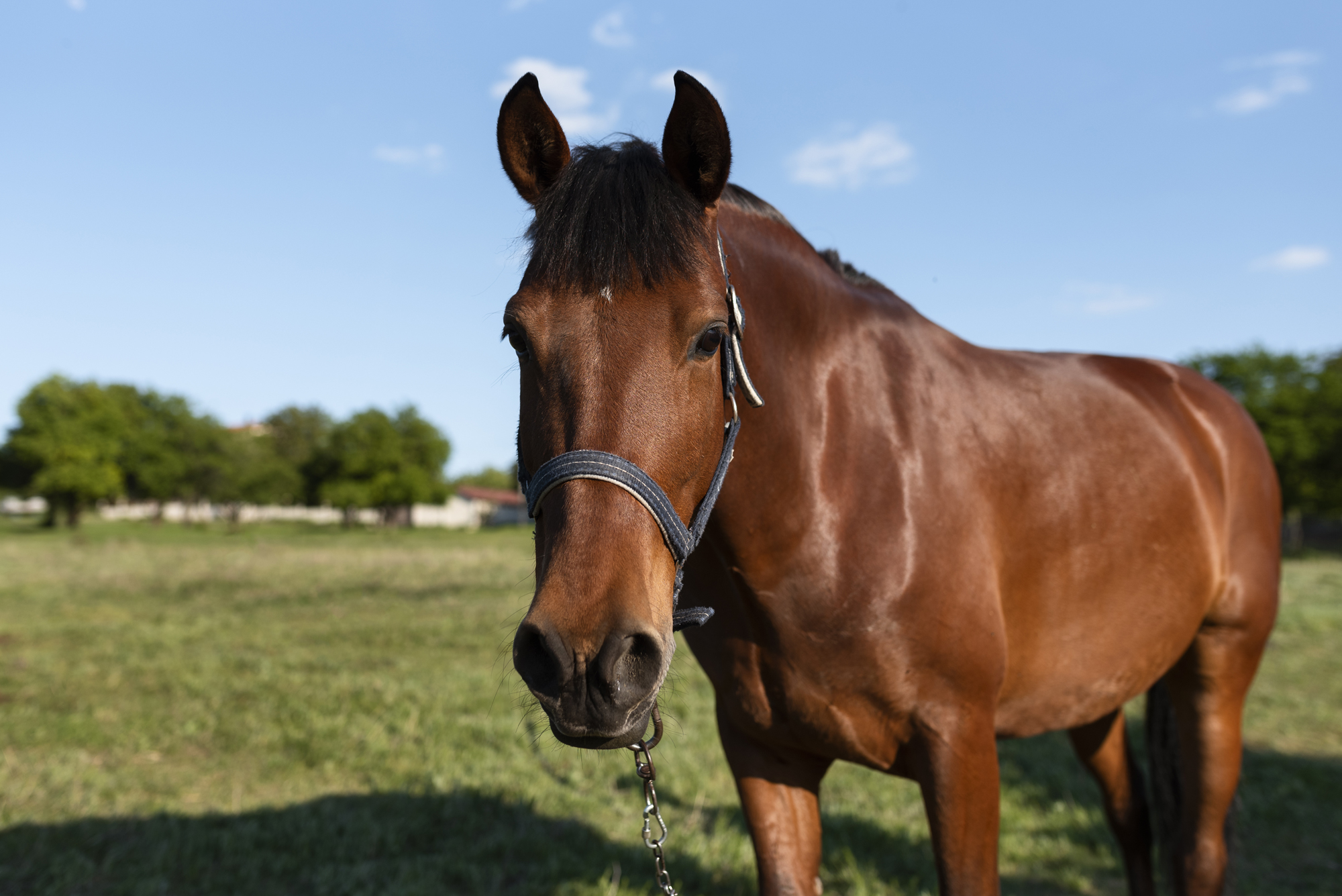 beautiful horse country side