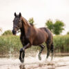 beautiful well groomed dark horse walk by lake