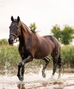 beautiful well groomed dark horse walk by lake